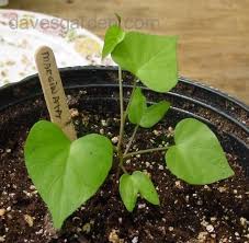 Image result for Ipomoea marginata