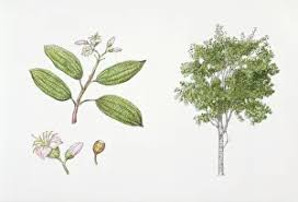 Image result for Dichaetanthera