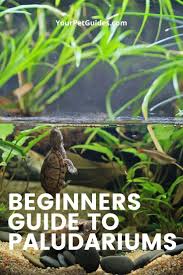 Beginners Guide To Paludariums In 2020 Aquarium Garden Turtle Tank Aquatic Turtle Tank
