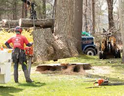 The average cost to remove a tree ranges from $100 to $1,800 with most. Stump Grinding Faqs What You Need To Know About Stump Removal American Climbers