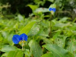 Image result for Commelina congesta