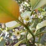 Image result for Clutia pulchella