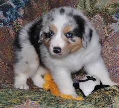 Advice from breed experts to make a safe choice. 71 Most Cute Australian Shepherd Puppies Pictures And Photos