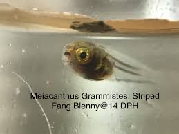 The fish stays in the open ocean, but travels into shallow saltwater and bracki. I Have Hundreds Of Striped Blennies Meiacanthus Grammistes Reef2reef Saltwater And Reef Aquarium Forum