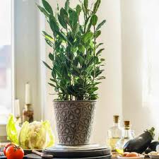 Image result for bay leaf bush foto