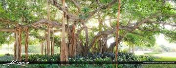 Macarthur Banyan Tree Palm Beach Gardens Palm Beach Gardens Palm Beach Gardens Florida Banyan Tree