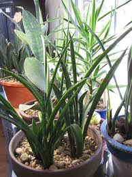 Image result for Sansevieria dooneri