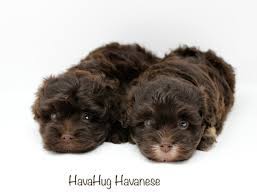 Rosses' grand havanese is a premier breeder of only akc pedigreed havanese puppies. Havahug Havanese Puppies Havahug Havanese Puppies Of Michigan