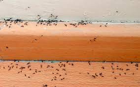 Spray the ants and get rid of them. How To Prevent A Sugar Ant Infestation In Houston