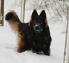Black And Red Long Haired German Shepherd Puppies For Sale Black Sable German Shepherd Google Search Sable German Shepherd Black Sable German Shepherd Dogs