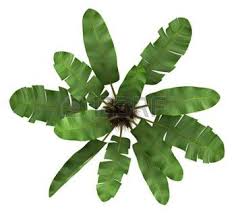 Banana Tree Images Stock Pictures Royalty Free Banana Tree Photos And Stock Photography Trees Top View Tree Photoshop Banana Tree