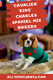 Cavalier King Charles Spaniel Mix Breeds Are A Part Of Almost Every Best Teddy Bear Or Fluffy Dogs List Mixed Breed Dogs Best Mixed Breed Dogs Dog Crossbreeds