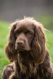 Pin On Sussex Spaniel