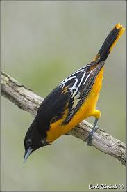 Birds That Look Like Orioles Baltimore Oriole Beautiful Birds Oriole Bird Most Beautiful Birds