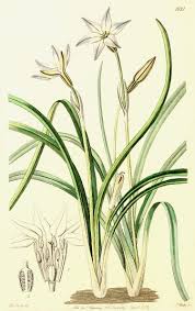 Image result for Alliaceae