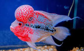 Untuk ikan yang berukuran sedang, setidaknya aquarium memiliki size 40×70 cm dan. Cara Merawat Ikan Louhan Yang Harus Anda Ketahui Oyimedia