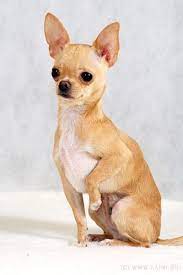 Chihuahua I Would Love One Of You Little Guys Chihuahua I Would Love One Of You Little Guys Cute Chihuahua Cute Dogs Breeds Chihuahua Love
