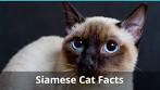 All About the Lynx Point Siamese Cats! Siamese of day