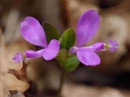 Image result for Polygala transvaalensis