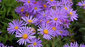 Check spelling or type a new query. How To Plant Grow And Care For Hardy Asters Dengarden