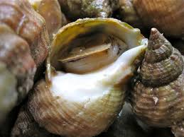 Culinotests La Cuisson Des Bulots Quelques Conseils De Degustation Recette Degustation Cuisson