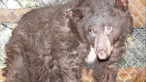 Black Bear Diner Moreno Valley Phone Number Cinder The Bear Who Survived Severe Wildfire Burns Found Shot Dead Bear Black Bear Cinder