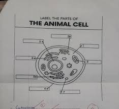 LABEL THE PARTS OF THE ANIMAL CELL (A diagram of an animal cell is provi..