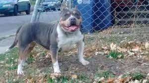 The xl/xxl american bully is a happy, outgoing stable and very confident dog. American Bully For Sale Michigan