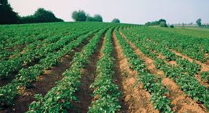 Canadian Potato Crop Report Spud Smart