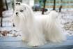 Maltese Dog Breed Information - American Kennel Club