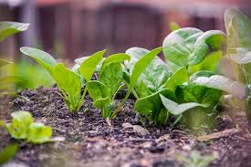 Collard greens are a cool weather crop. The Fastest Growing Vegetables And Fruits Every Survivalist Should Know How To Grow Off Grid World