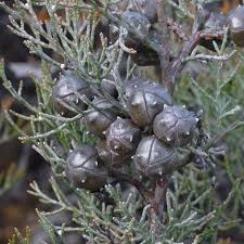 Image result for Callitris