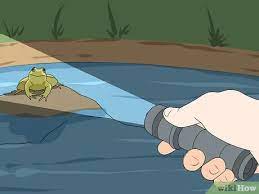 Check spelling or type a new query. 3 Ways To Catch A Frog Wikihow