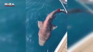 Antalya Da Plajin 500 Metre Aciginda Yaklasik 2 Metrelik Kopek Baligi Yakalandi Youtube