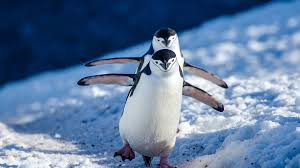Tried, tested, trusted and affordable for all qpcr needs. Number Of Chinstrap Penguins In Antarctica Has Fallen Sharply Cgtn