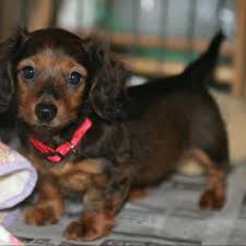 Black And Brown Weiner Dog Puppy Pin By Brittany Brown Photography On Weenie Dogs Dachshund Dog Dachshund Breed Funny Dachshund