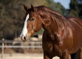 It is difficult to say how much exactly you have to take out of your pocket to get one but they can be bought between $100,000 to $300,000 from the sale. The 19 Most Expensive Horse Breeds In The World Ventured