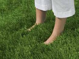 Zoysia grass is quite hardy and able to deal with heavy foot traffic and even drought. Zoysia Farm Nurseries Why Are Plugs Far Better Than Seed