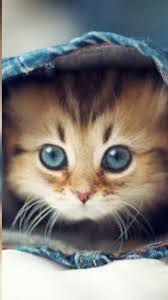 صور قطط كيوووت اذا عجبك المنشور تبعنا لكي تره المزيد in 2021 cute animals cute cats animals