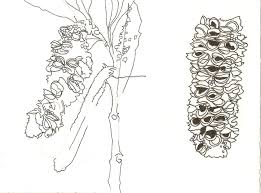 Pin By Irene Whitton On Banksia Drawing Simple Line Drawings Australian Native Flowers Australian Flowers