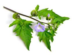 Image result for Nicandra