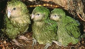 Image result for flightless parrot found in new zealand