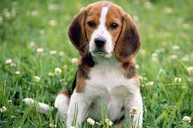 Download the perfect beagle puppy pictures. Beagle Puppies For Sale From Reputable Dog Breeders