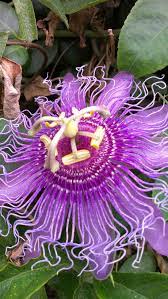 Purple Passion Vine Host To Three Butterflies In Florida Gulf Fritillary Varigated Fritillary And The Zebra Longw Fancy Flowers Lilac Gardening Weird Plants