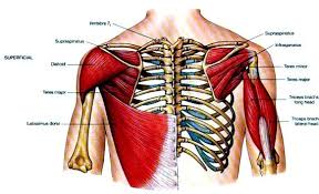 We did not find results for: Effective Back Training The Latissimus Dorsi