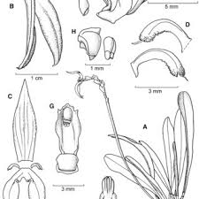 Image result for Tridactyle stevartiana
