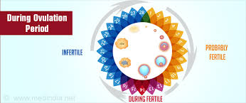 Ovulation Calculator