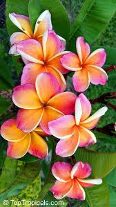 Plumeria Rubra Yellow Plumeria Acutifolia Frangipani Temple Tree Calachuchi Acutifolia Calachuc In 2020 Plumeria Flowers Wonderful Flowers Flowers Photography