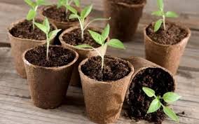 Mon Potager Nourrit Ma Famille Toute L Annee Calendrier Des Semis Semis Potager