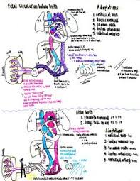 72 Best Fetal Circulation Images Student Midwife